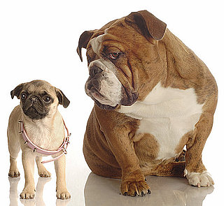 Smushed Face Dogs and Travel and Difficulty Breathing