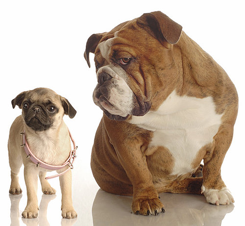 Smushed Face Dogs and Travel and Difficulty Breathing
