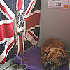 Dog Breeds From Different Countries