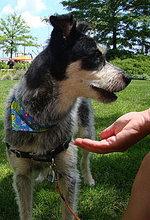 Ice Water Killing Dog Is Not the Case