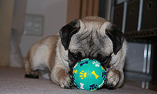 Where to Donate Pet Toys