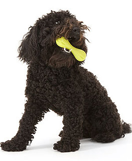 Small Toys For Strong Chompers