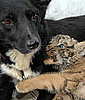 Dog Nurses Lions and Tigers, Oh My Adorableness!