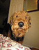 Airedale Terrier Trivia