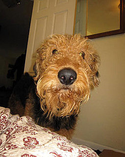 Airedale Terrier Trivia