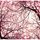 Gabo's picture