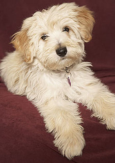 Havanese Trivia