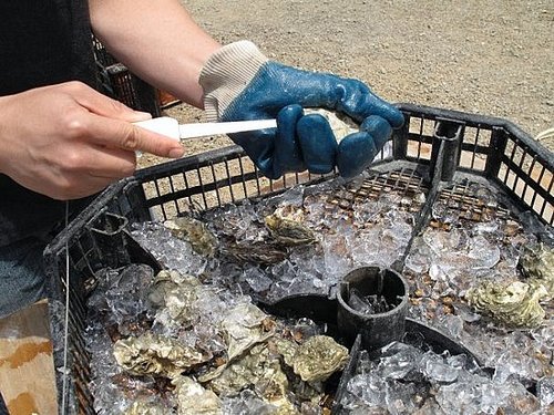 Burning Question: Can You Eat Oysters in Months Without an R?