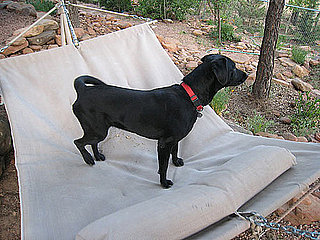 Hammocks For Pets