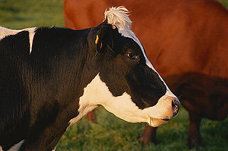 Wine-Fed Beef: Even Better Than Grass-Fed Beef?