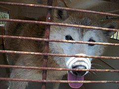 Shiba Inu and Coyote Mistaken Identity Shiba Inu and Coyote Mistaken Identity