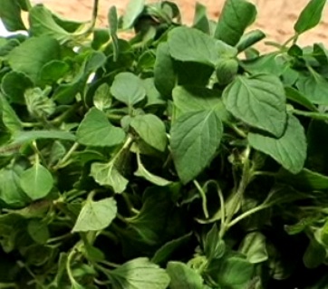 What Is Nepitella? What Is Nepitella?