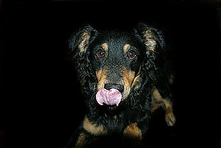 Mean to Leave Pets in Dark?