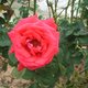 poutylips09's picture