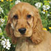 Sporting Group Dogs