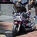 Cool or Crazy: Dogs on Hogs?