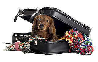 Should I Bring My Dog's Toys to Boarding?