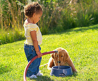 Give a Dog Broth If He Won't Drink