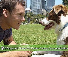 5 Things To Do When Correcting or Training a Pet