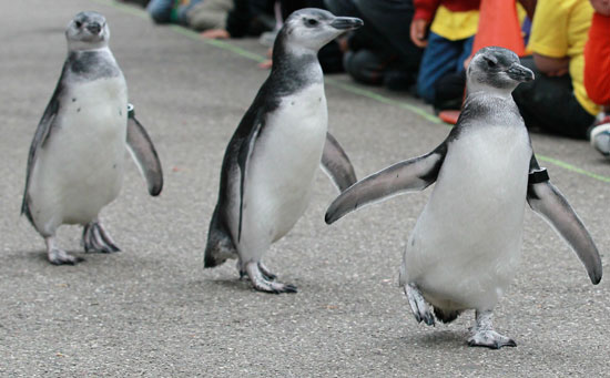 March of the Baby Penguins! March of the Baby Penguins!