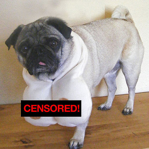 Boob Scarf For Dogs?