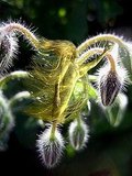 The Borage Fairy