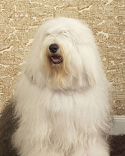 Old English Sheepdog Trivia