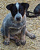 Australian Cattle Dog Trivia