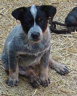 Australian Cattle Dog Trivia