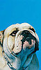 Why Is My Dog So Gassy?