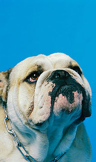 Why Is My Dog So Gassy?