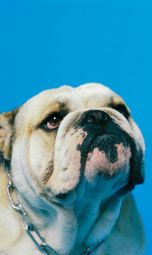 Why Is My Dog So Gassy?