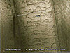 Hair Under a Microscope