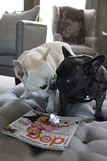 Pictures of Martha Stewart's French Bulldogs