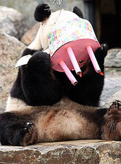 Happy Fourth Birthday, Funi!