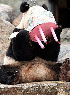 Pictures of Giant Panda in Australia's Adelaide Zoo