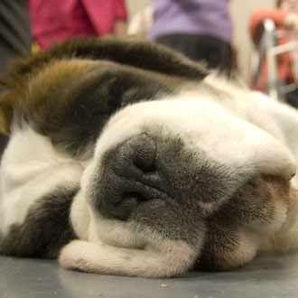 List of National Dogs From Countries Around the World List of National Dogs From Countries Around the World