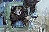 Boost Mobile Puts Kid in a Cage For Ad Campaign