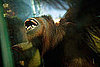 National Zoo Orangutan Exhibit Is Hands-On Fun
