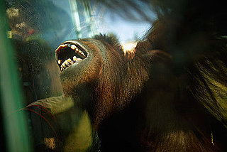 National Zoo Orangutan Exhibit Is Hands-On Fun