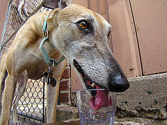 Why Does My Dog Drink From a Glass?