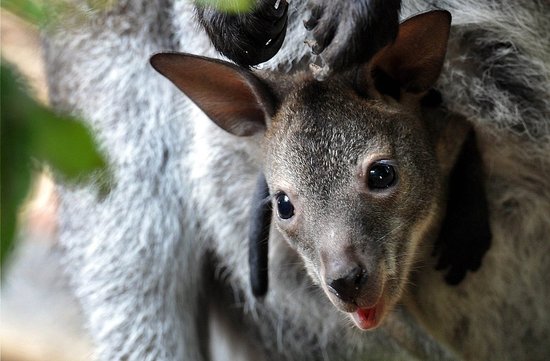 What's the Difference Between Kangaroos and Wallabies? What's the Difference Between Kangaroos and Wallabies?