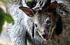 What's the Difference Between Kangaroos and Wallabies?