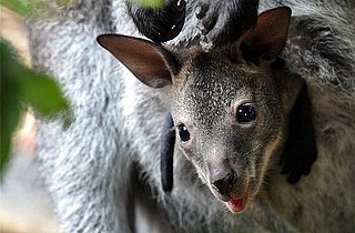 What's the Difference Between Kangaroos and Wallabies?
