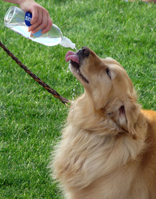 Bring Your Tap Water With You