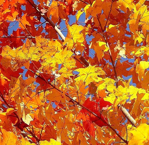 It's Fall!