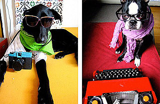 What Are Hipster Puppies?