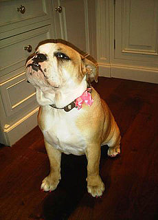 Picture of Beckhams' New Bulldog