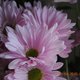 vbola's picture