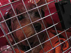 What Is a Helicopter Parent For Pets